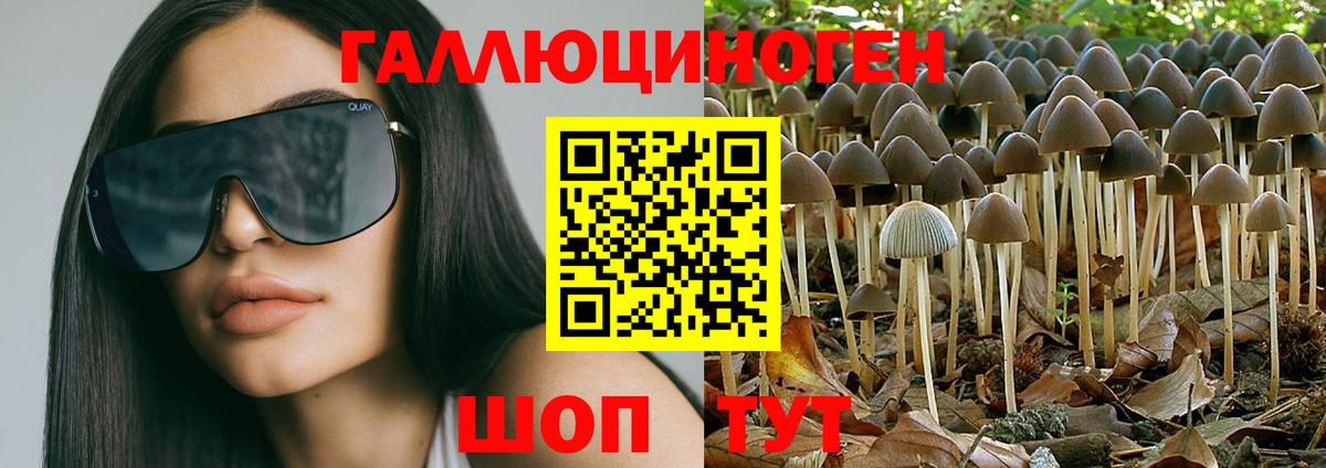 Боровичи  Галлюциногенные грибы Psilocybine cubensis  Вход с VPN 